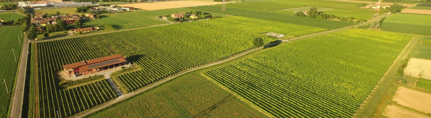 Vigneti Casa Balsarena Vigneti Casa Balsarena